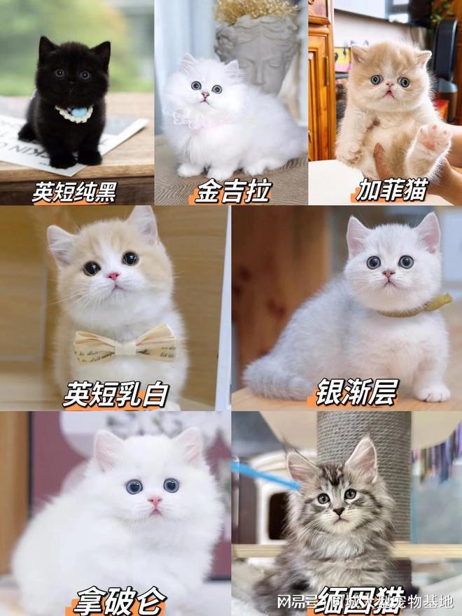 无锡哪里买宠物靠谱安全？这儿有实体店可选放心大胆挑吧(图3)