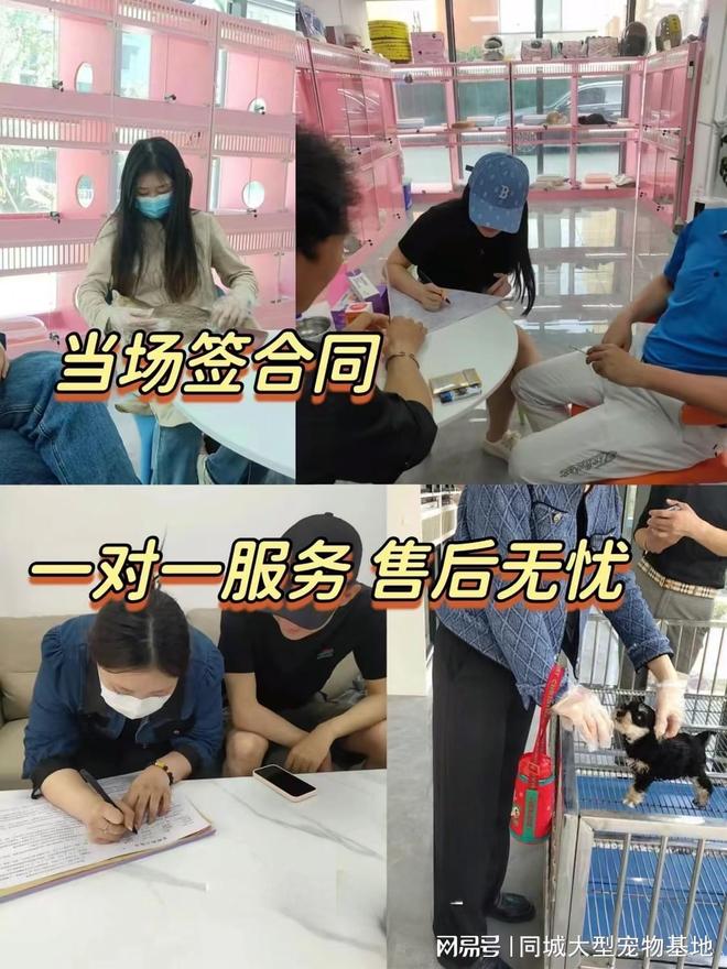 无锡哪里有便宜的猫狗市场？这里专业安全可亲自挑选宠物(图4)
