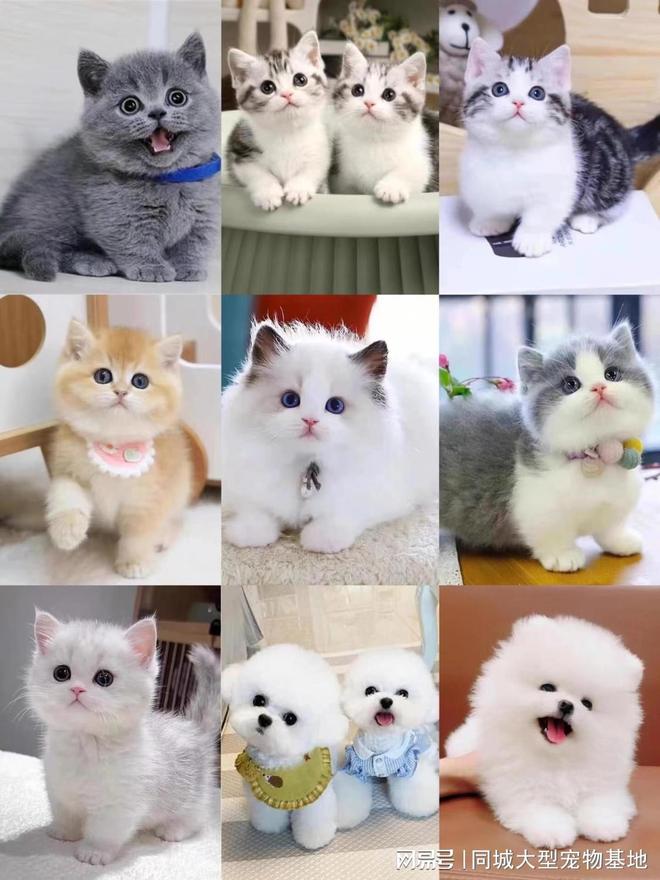 无锡哪里有便宜的猫狗市场？这里专业安全可亲自挑选宠物(图3)