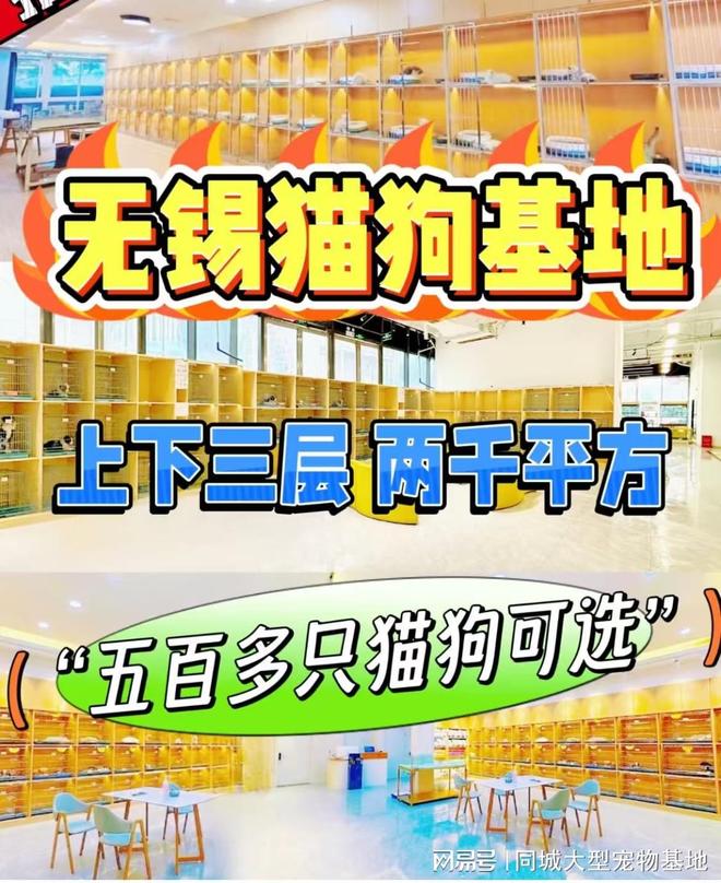无锡哪里有便宜的猫狗市场？这里专业安全可亲自挑选宠物(图1)