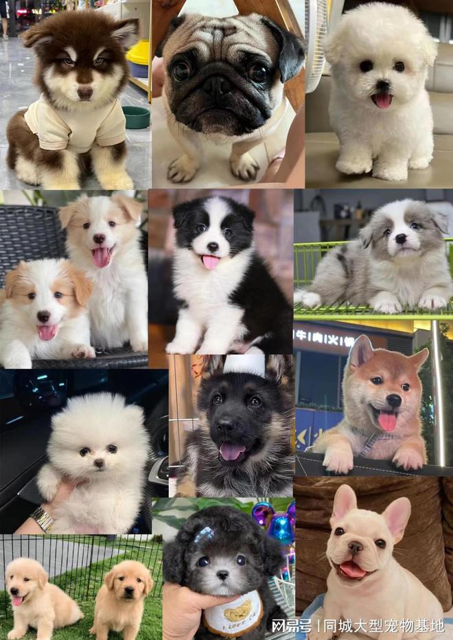 无锡哪里有便宜的猫狗市场？这里专业安全可亲自挑选宠物(图2)