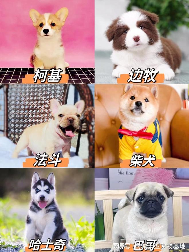 泉州哪里有正规宠物基地？这里实体店选购宠物安全更值得信赖(图3)