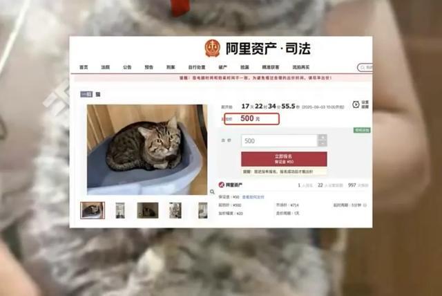 主人欠钱3岁狸花猫被500元拍卖工作人员：几个月大开始被寄养在宠物店狸花猫不值钱但拍卖底价是500元(图2)