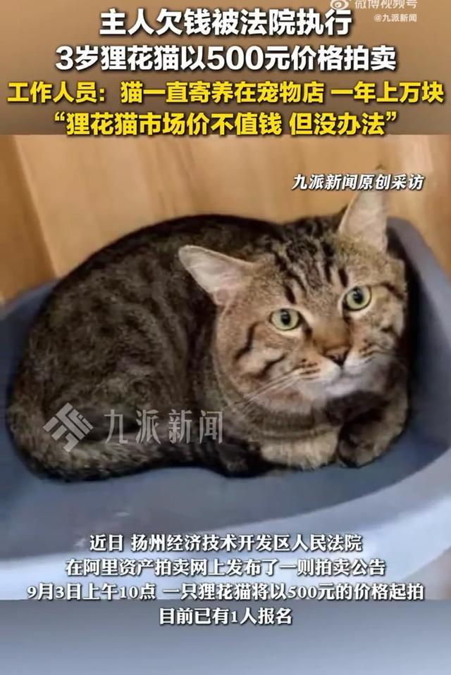 主人欠钱3岁狸花猫被500元拍卖工作人员：几个月大开始被寄养在宠物店狸花猫不值钱但拍卖底价是500元(图1)