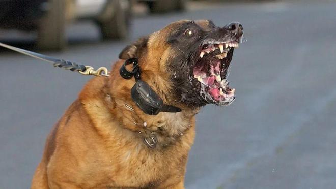 烈犬咬死路人狗主人辩称“狗咬人与我无关”法院重判6年半(图1)