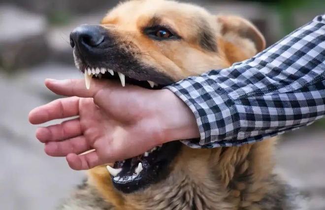 烈犬咬死路人狗主人辩称“狗咬人与我无关”法院重判6年半(图2)