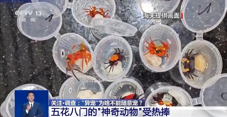 @铲屎官们养“异宠”或危害国家安全这些行为违法了(图1)