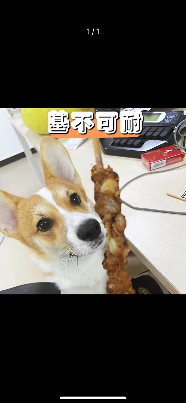 元宇宙、孩子和狗你愿意给孩子养一只宠物吗？(图1)