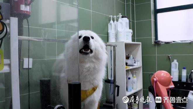 新春走基层丨萌宠经济升温春节临近日照宠物美容“一位难求”(图1)