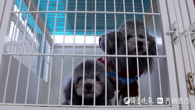 新春走基层丨萌宠经济升温春节临近日照宠物美容“一位难求”(图2)