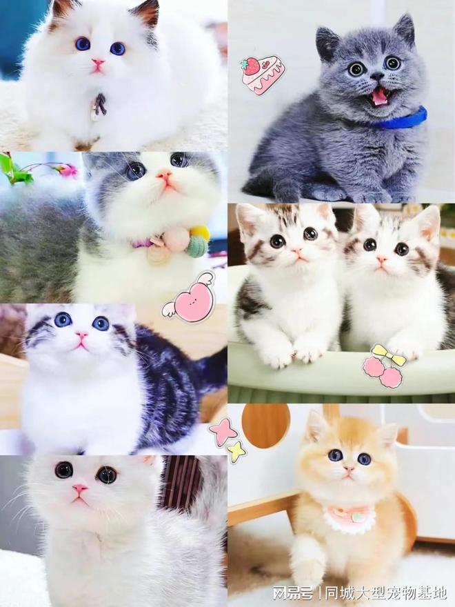 北京宠物市场地址电话北京这家实体老店买的放心有安全保障(图4)