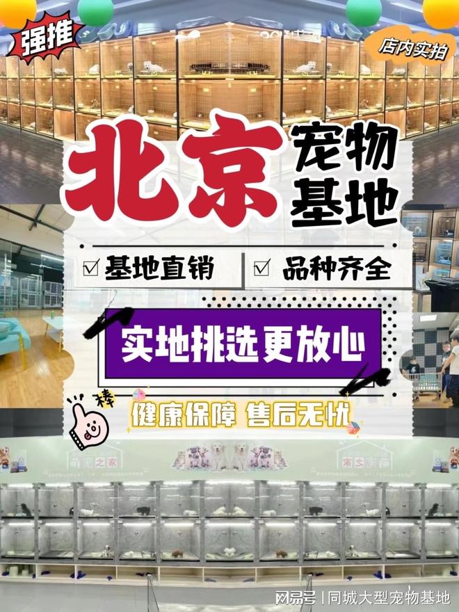 北京宠物市场地址电话北京这家实体老店买的放心有安全保障(图1)